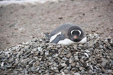 传闻：系列著名角色卡珊德拉将在《刺客信条：英灵殿》中登场